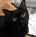 とっても人懐こい黒猫くん