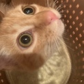 我が家の家族として迎え入れることになりました！！