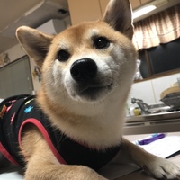 ほたて