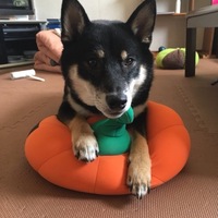 しじみ