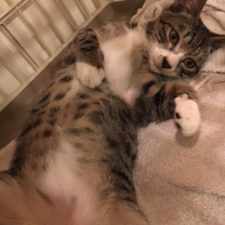 ルー4ヶ月！ポテンシャル溢れるイケメンくん☆