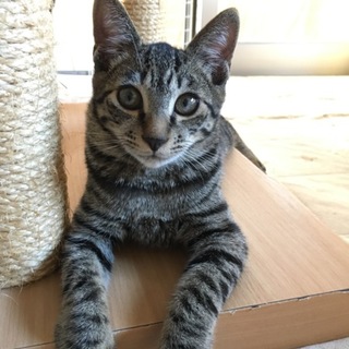 人懐っこい双子くん（兄)