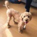とても人懐っこい2才のタイニープードルです。