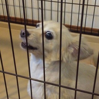 チワックスの女の子です。