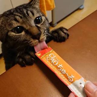 4歳の男の子です