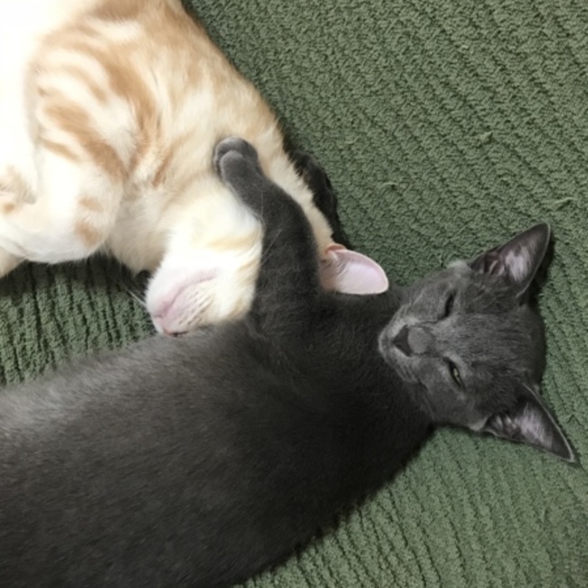 みみ01のカバー写真