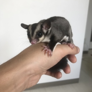 フクロモモンガ雌