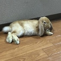 ロップイヤーの里親募集