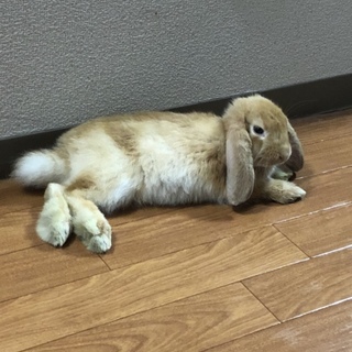 ロップイヤーの里親募集