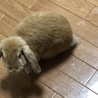 ロップイヤーの里親募集 サムネイル2