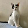 ニコちゃん ※里親募集中