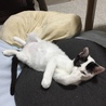 ニコちゃん