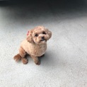 トイプードルとマルチーズのミックスです