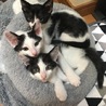 子猫を迎えていただける家族を探しています② サムネイル3