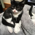 子猫を迎えていただける家族を探しています③