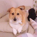素敵な里親さんが決定致しました。有難うございます。