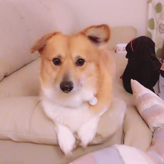 素敵な里親さんが決定致しました。有難うございます。