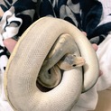 多数のご応募があり一旦打ち切らせていただきます