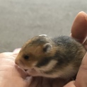 キンクマとブラックバンデットの赤ちゃん。