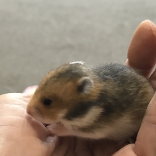 キンクマとブラックバンデットの赤ちゃん。