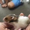 キンクマとブラックバンデットの赤ちゃん。 サムネイル2