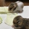 キンクマとブラックバンデットの赤ちゃん。 サムネイル3