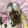 キンクマとブラックバンデットの赤ちゃん。 サムネイル4
