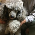 (お願いします)引退犬です