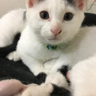 人慣れ抜群！！ 寄っきては、ゴロゴロ言います。
