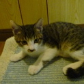 8月生まれの子猫の里親募集（４）