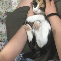 ぎーた