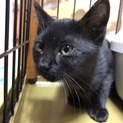 黒猫の子猫の里親募集です。