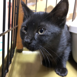 黒猫の子猫の里親募集です。
