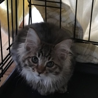 #長毛マヌルさん 