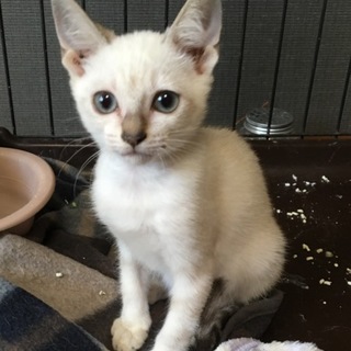 【保健所引き出し】かわいいシャム風の子猫です❗️