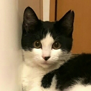 性格抜群♥美人のハチワレ