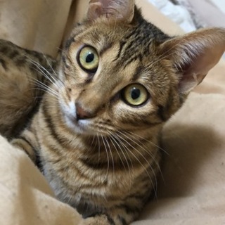 ベンガル11月で1歳、去勢、ワクチン済