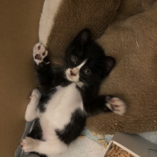 子猫の里親募集