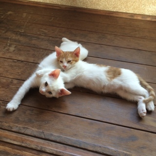 生後2ヶ月仔猫 里親さん募集！交渉中です。