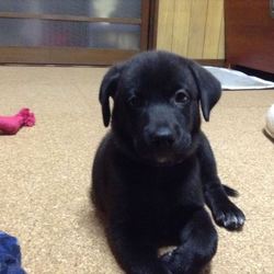 「君の名は。」