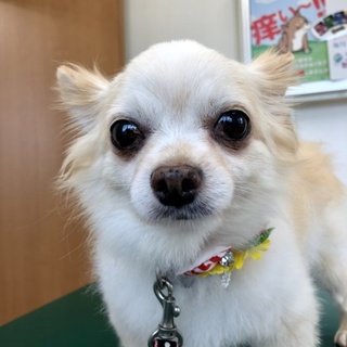 うるうるお目目のチワワ「みろく」