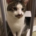 フレンドリーで甘えん坊の元飼い猫