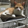 【自分で飼うことにしました】デカめ茶白シローくん