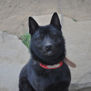 甲斐犬の里親募集《血統書あり》
