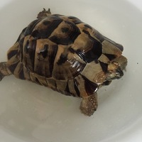 ちーず