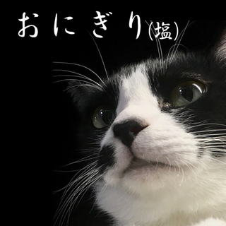 ２歳の保護猫おにぎり♂