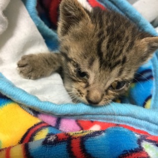 雨の中捨てられていた子猫