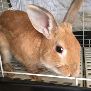 ミニウサギ