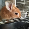 ミニウサギ サムネイル2