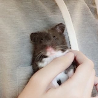 ゴールデンハムスター ブラック 雄